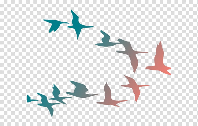 Shark Fin, Bird, Flight, Drawing, Flock, Bird Flight, Silhouette, Eagle transparent background PNG clipart