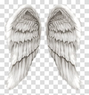 Gold wings illustration, Buffalo wing, Angel wings transparent background  PNG clipart