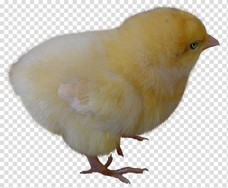 yellow chick transparent background PNG clipart