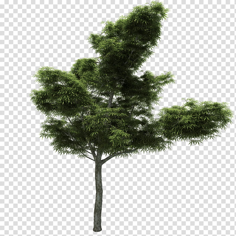 Family Tree Drawing, Pine, Larch, Branch, Christmas Tree, Woody Plant, Evergreen, Pinus Nigra transparent background PNG clipart