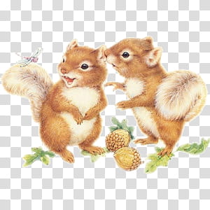 cute animals s, two squirrel transparent background PNG clipart