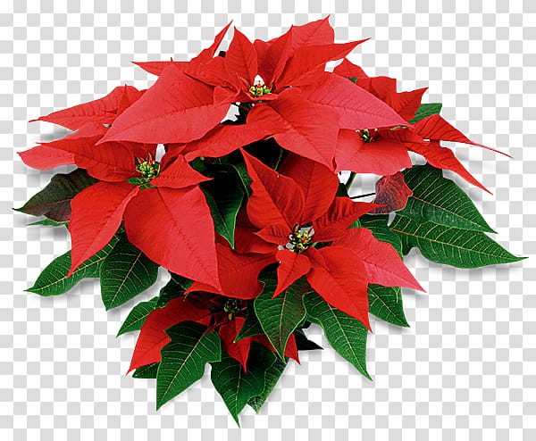 Poinsettia Flowers s, bouquet of red poinsettia flowers transparent background PNG clipart