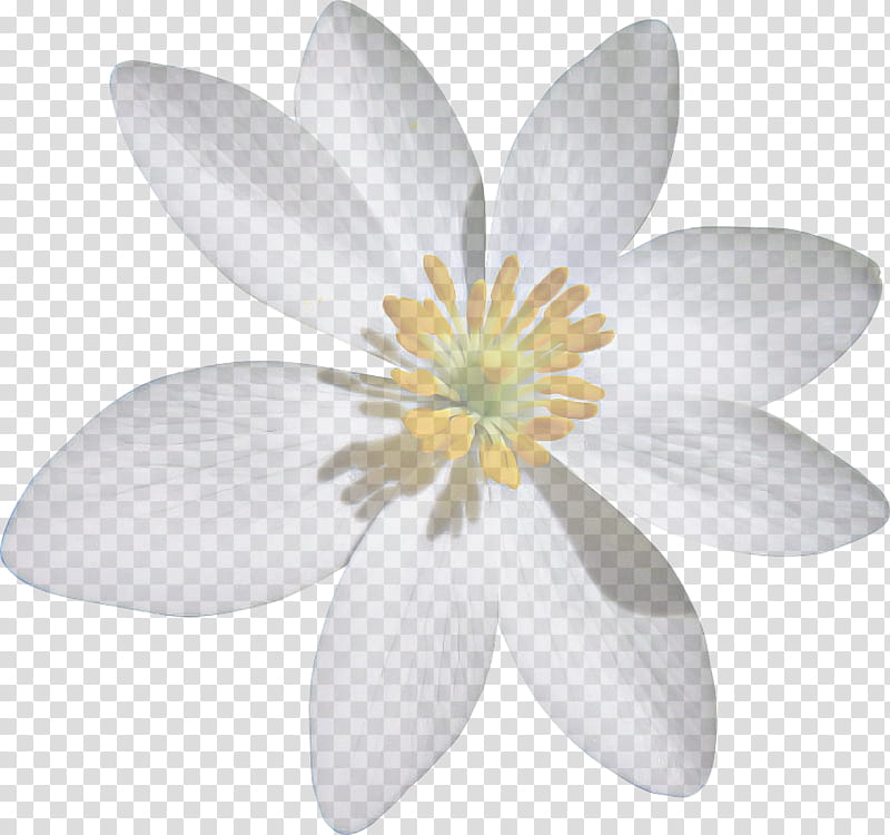 petal white flower flowering plant plant, Wildflower, Bloodrootsanguinaria Canadensis, Windflower, Magnolia, Magnolia Family transparent background PNG clipart