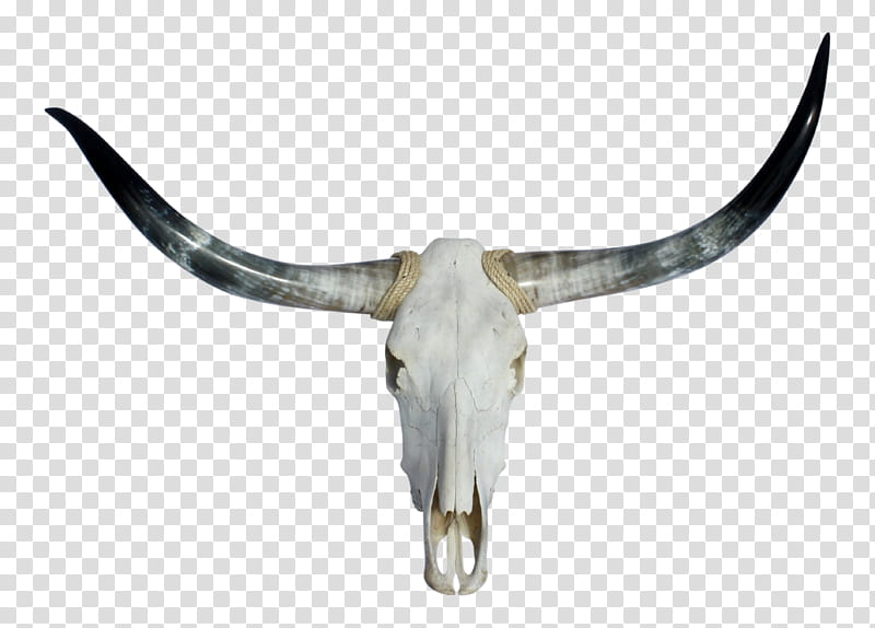 Drawing Of Family, Texas Longhorn, English Longhorn, Skull, Ox, Texas Longhorns Football, Skeleton, Live transparent background PNG clipart