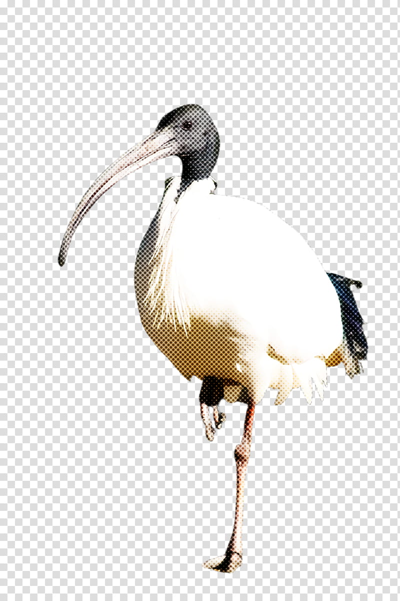 bird beak ibis shorebird pelecaniformes, Cranelike Bird, Wildlife, Seabird transparent background PNG clipart