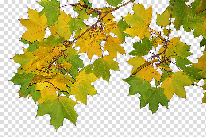 Autumn Leaves, Maple Leaf, Grape Leaves, Plane Trees, Twig, Grapevines, Plane Tree Family, Branch transparent background PNG clipart