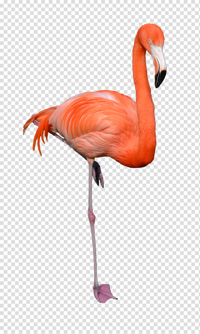 Flamingo , of flamingo transparent background PNG clipart