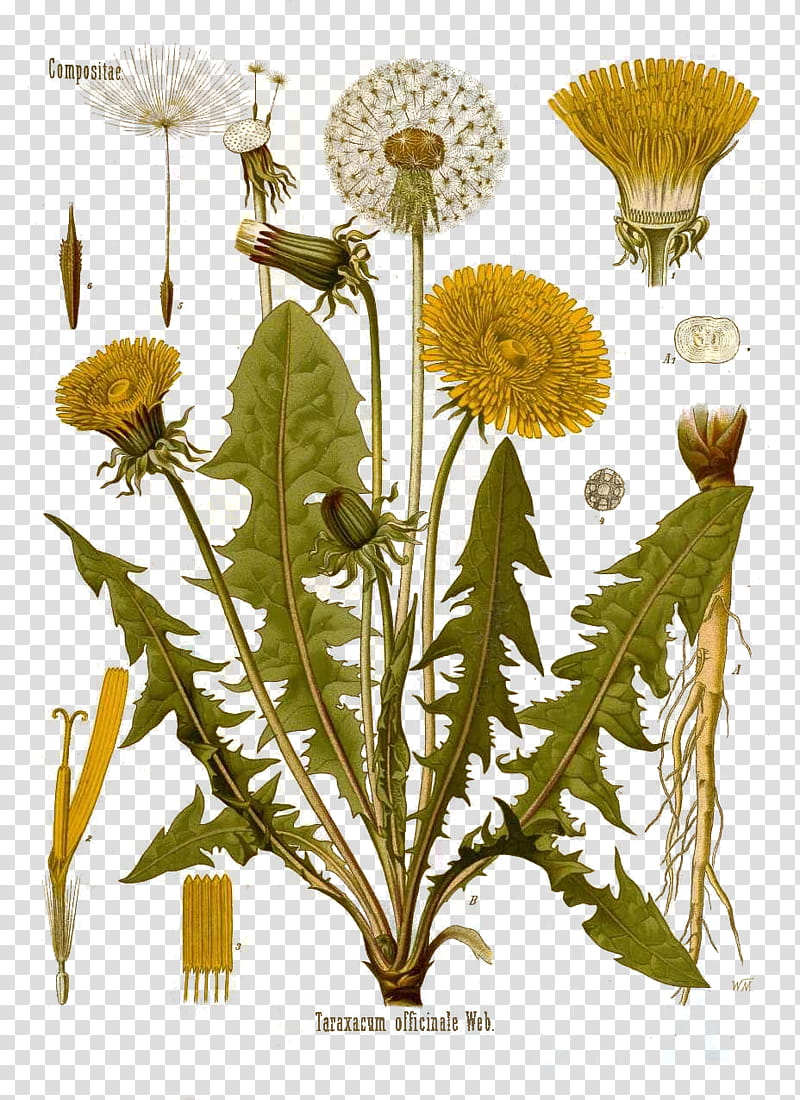 Drawing Of Family, Common Dandelion, Plants, Reproduction, Medicinal Plants, Ecology, Poster, Printing transparent background PNG clipart