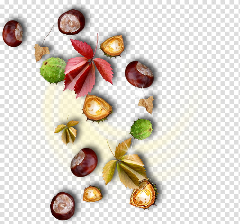 Autumn Fruit, Golden Autumn, Season, 2018, European Horsechestnut, Collage, Painting, Blog transparent background PNG clipart