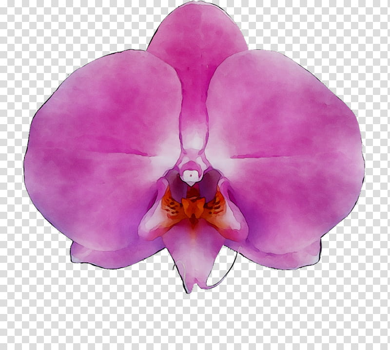 Christmas, Orchids, Moth Orchids, Production, Diens, Phalaenopsis Aphrodite, Quality, Plants transparent background PNG clipart