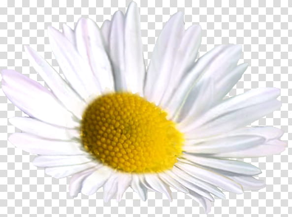 Chamomile, white daisy flower transparent background PNG clipart