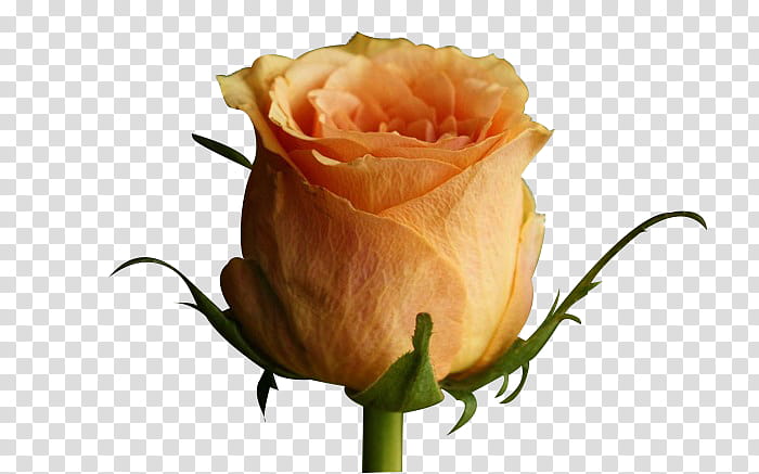 Flowers, yellow hybrid tea rose flower in bloom transparent background PNG clipart