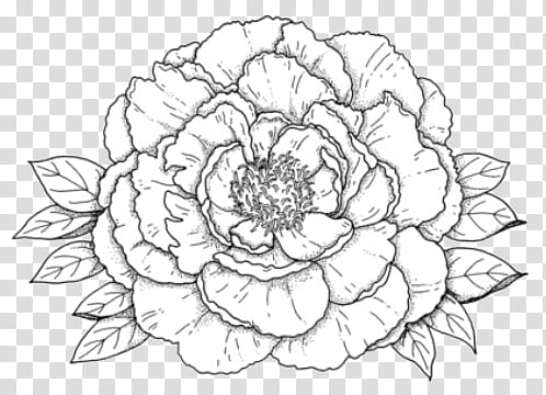 regalito por los , gray flower drawing transparent background PNG clipart
