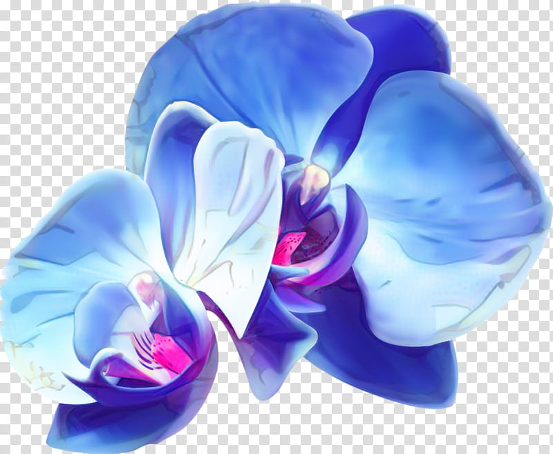 Blue Iris Flower, Moth Orchids, Cut Flowers, Petal, Violet, Family, Violaceae, Purple transparent background PNG clipart
