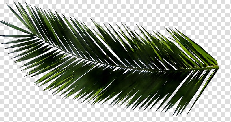 Palm Tree, Metasequoia Glyptostroboides, Palm Trees, Leaf, Palm Branch, Redwoods, Coast Redwood, Giant Sequoia transparent background PNG clipart