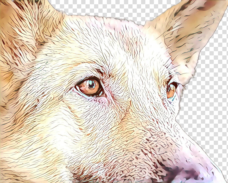 dog head snout close-up eye, Closeup transparent background PNG clipart