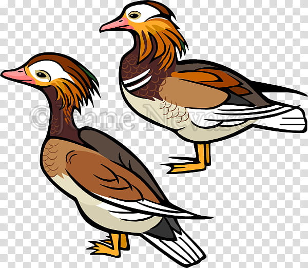 Duck, Mandarin Duck, Drawing, Bird, Beak, Cartoon, Water Bird, Ducks Geese And Swans transparent background PNG clipart
