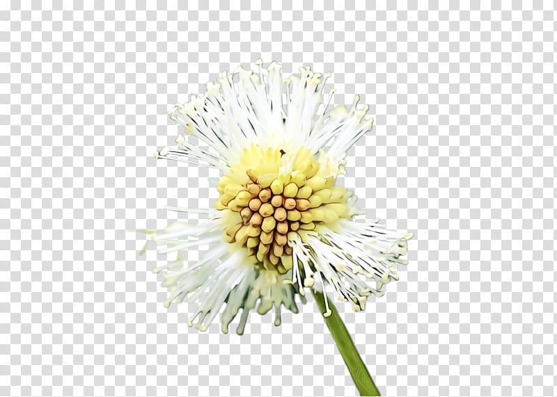 flower flowering plant dandelion plant yellow, Watercolor, Paint, Wet Ink, Chamomile, Pollen, Wildflower transparent background PNG clipart