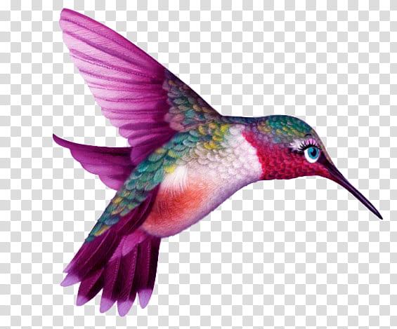 Hummingbird Tattoo, Trochilinae, Beautiful Sheartail, Drawing, Animal, Watercolor Painting, Nectar, Beak transparent background PNG clipart