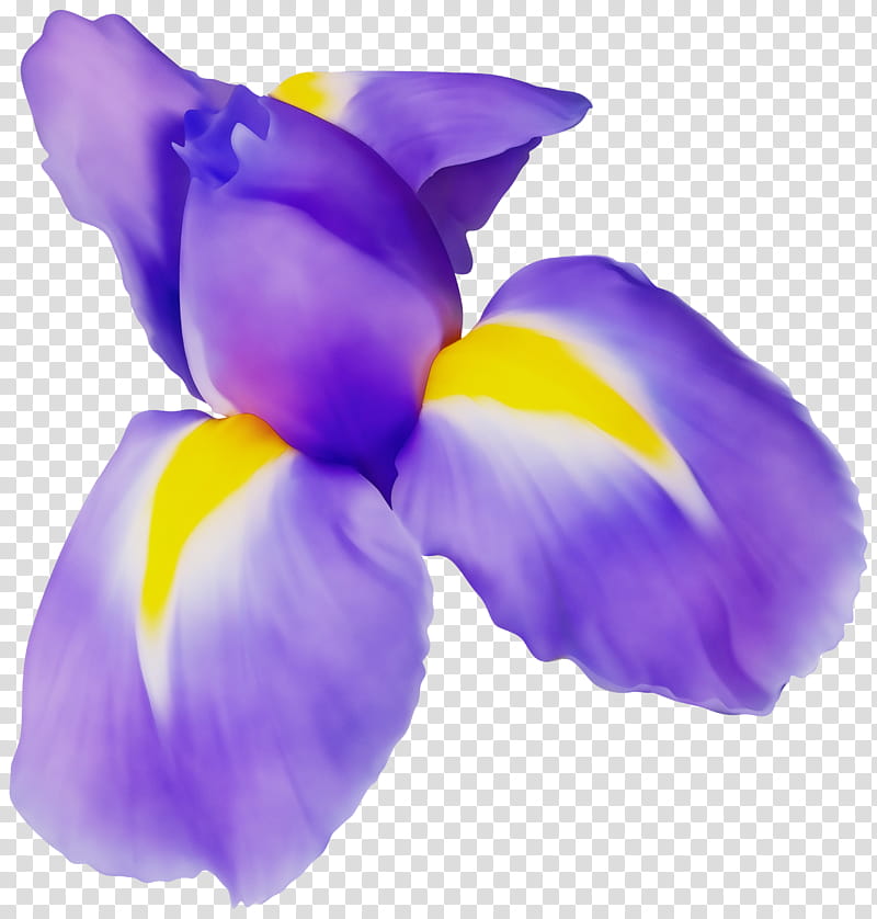 petal purple violet flower plant, Watercolor, Paint, Wet Ink, Flowering Plant, Iris, Iris Family, Crocus transparent background PNG clipart