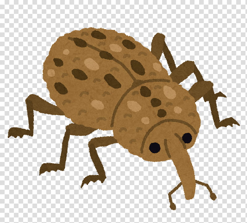 Frog, Weevil, Beetle, Pest, Varied Carpet Beetle, Beneficial Insects, Skin Beetles, Pest Control transparent background PNG clipart