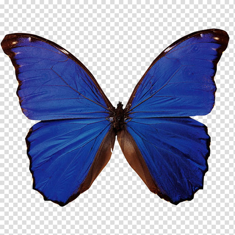 Mariposas, blue and brown butterfly transparent background PNG clipart