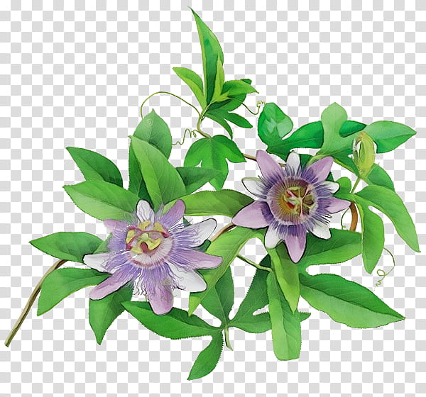 Purple Watercolor Flower, Paint, Wet Ink, Purple Passionflower, Herb, Passion Flowers, Insomnia, Passion Of Jesus transparent background PNG clipart