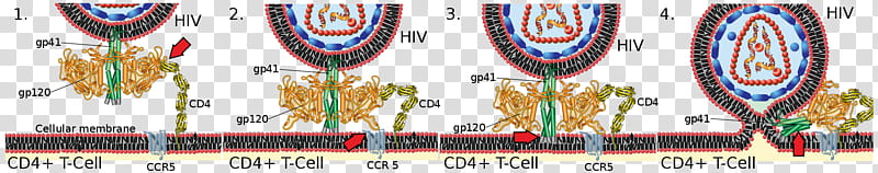 Envelope, Hiv, Envelope Glycoprotein GP120, Virus, Cd4, Hivaids, Gp41, T Cell transparent background PNG clipart