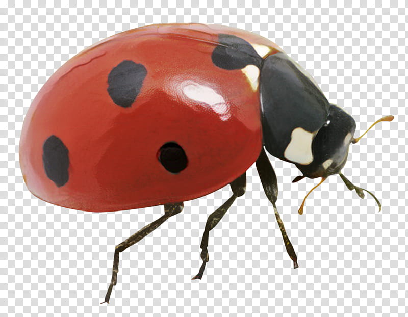 ladybug PNG image transparent image download, size: 556x549px