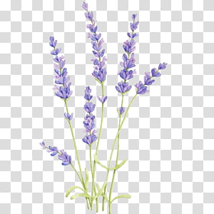 Lavender, Valensole, Fotolia, Banco De ns, Flower, Plant, Purple ...