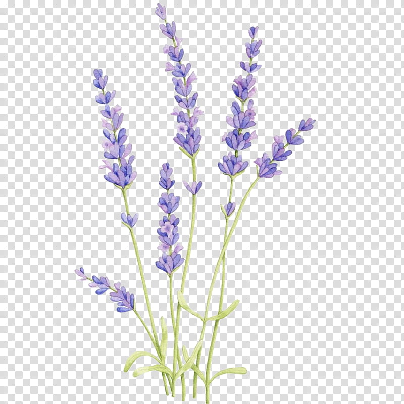 Watercolor Flower, English Lavender, Drawing, Watercolor Painting ...