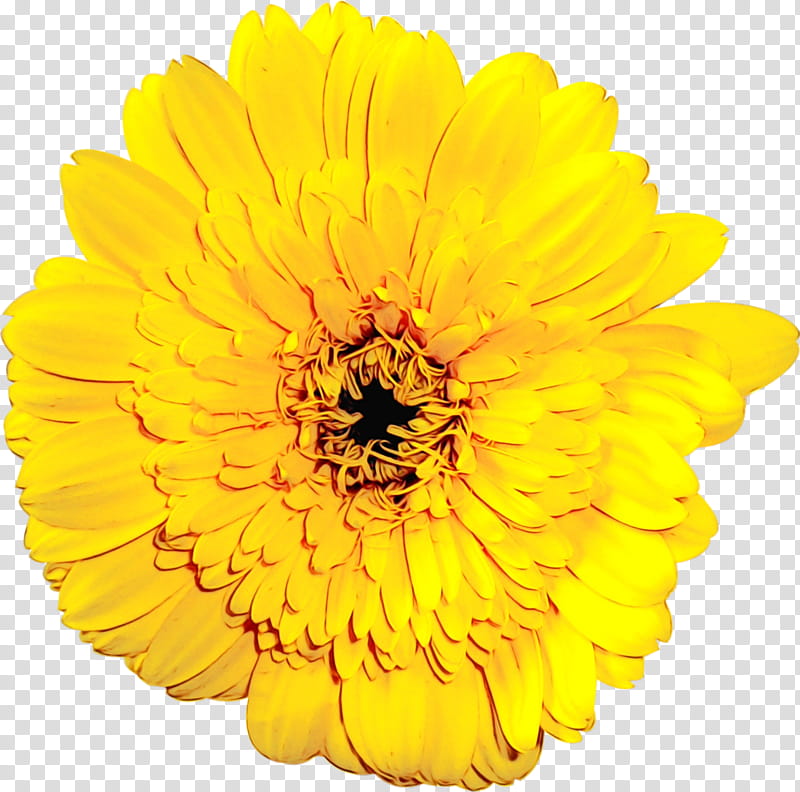 sunflower, Watercolor, Paint, Wet Ink, Yellow, English Marigold, Petal, Gerbera transparent background PNG clipart