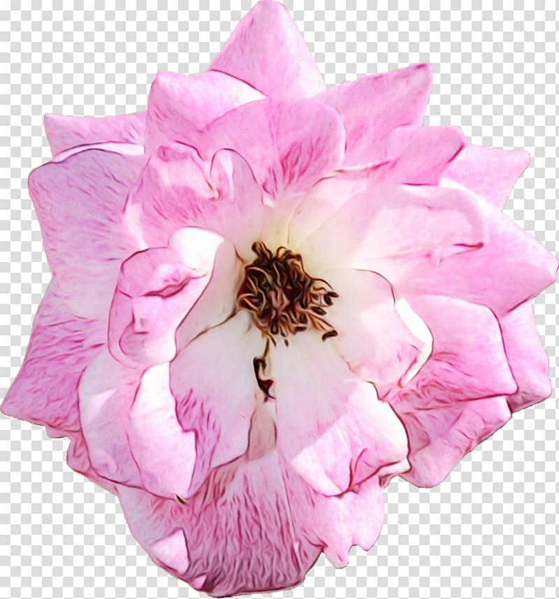 Pink Flower, Cabbage Rose, Cut Flowers, Petal, Herbaceous Plant, Pink M, Plants, Rose Family transparent background PNG clipart