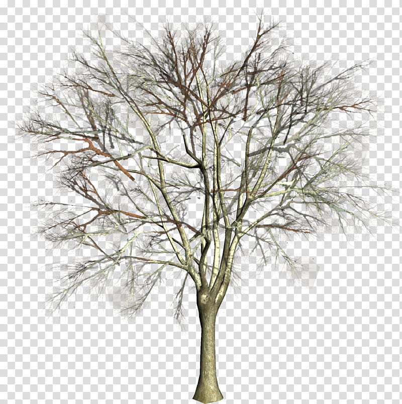 Tree Trunk, Twig, Conifers, Branch, Home Page, Forest, Garden, Woody Plant transparent background PNG clipart