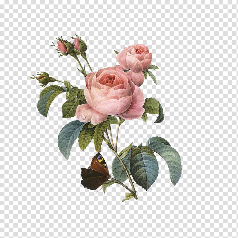 , two pink roses in bloom transparent background PNG clipart