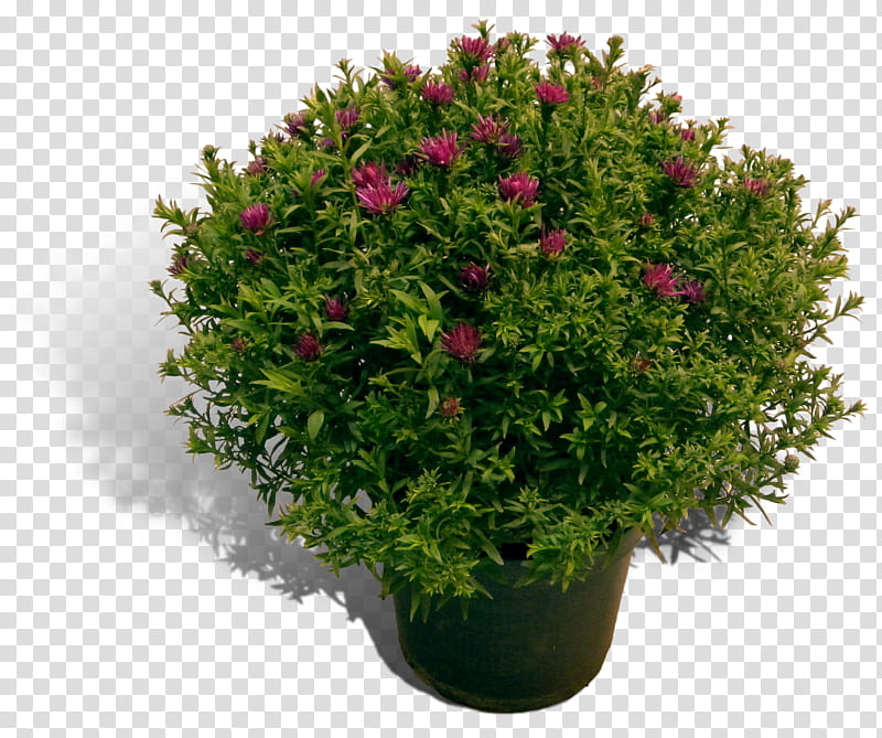Bonsai Tree, Aster, Shrub, English Yew, Plants, Flowerpot, Evergreen, Perennial Plant transparent background PNG clipart