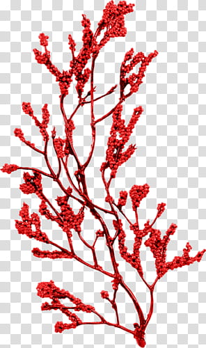 red leaf plant illustration transparent background PNG clipart