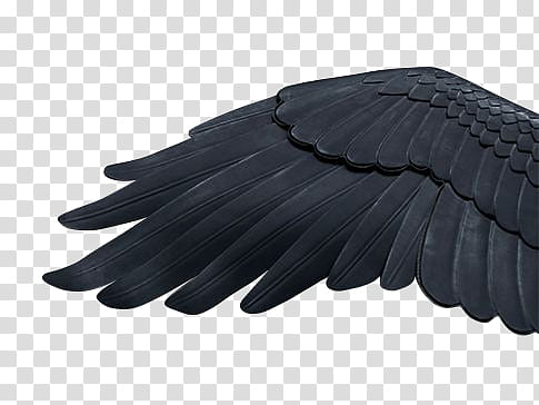 Feathers and Wings, black wing transparent background PNG clipart