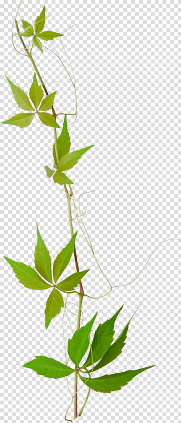 Green Leaf, Branch, Twig, Follaje, Plant Stem, Flower, Herbal, Plane transparent background PNG clipart