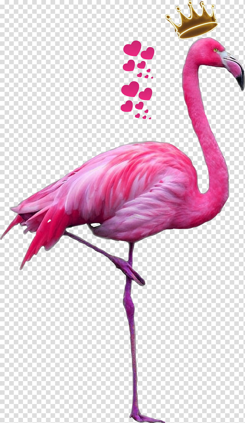 Pink Flamingo, Plastic Flamingo, Greater Flamingo, American Flamingo, Bird, Water Bird, Beak, Plant transparent background PNG clipart