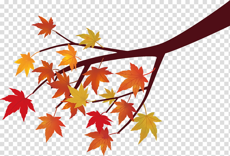 maple tree branch maple tree autumn, Leaf, Plant, Maple Leaf, Black Maple, Woody Plant, Flower, Deciduous transparent background PNG clipart