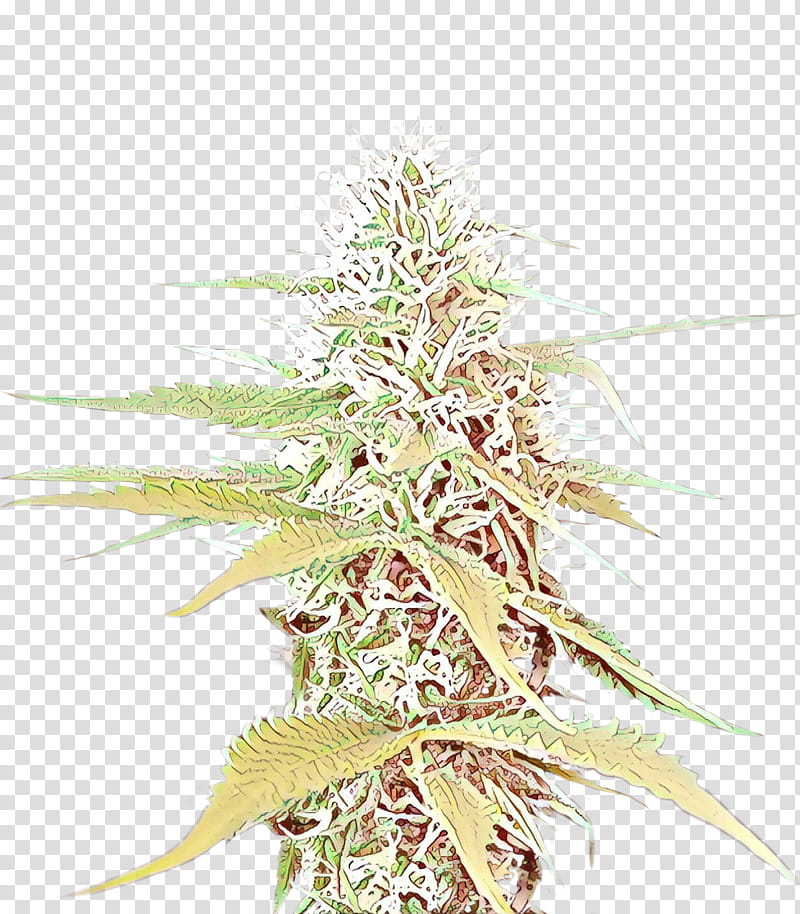 Family Tree, Cartoon, Cannabis, Plant, Leaf, Flower, Grass, Hemp Family transparent background PNG clipart