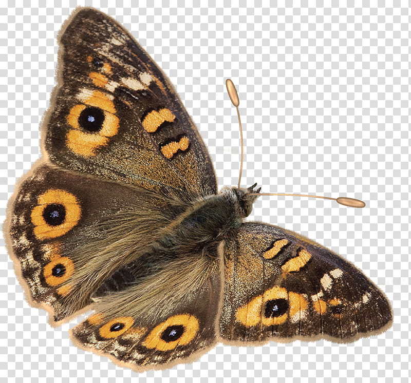 butterflies, brown and yellow moth transparent background PNG clipart
