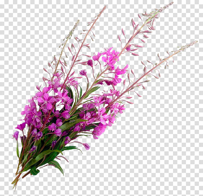 Flowers, Plants, Health, Floral Design, Willowherbs, Cut Flowers, Fireweed, Plant Stem transparent background PNG clipart