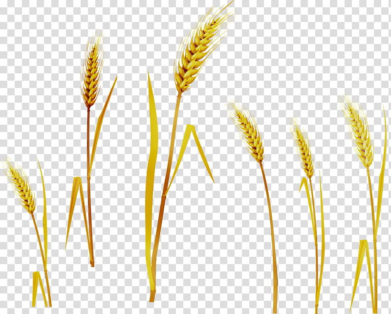 Grass Flower, Barley, Emmer, Grain, Cereal, Oat, Caryopsis, Einkorn Wheat transparent background PNG clipart
