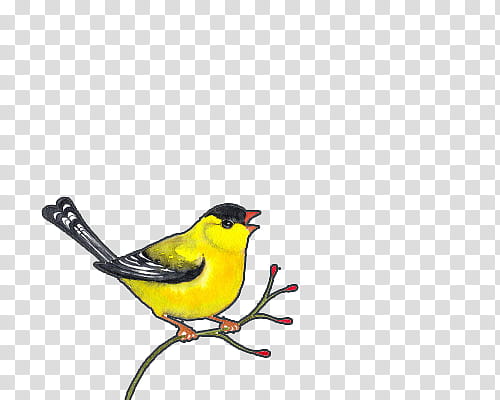 Bird, yellow and black bird on branch illustration transparent background PNG clipart