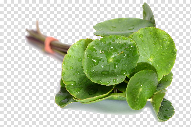 leaf green flower plant kaffir lime, Spinach, Succulent Plant, Herb, Annual Plant, Food transparent background PNG clipart