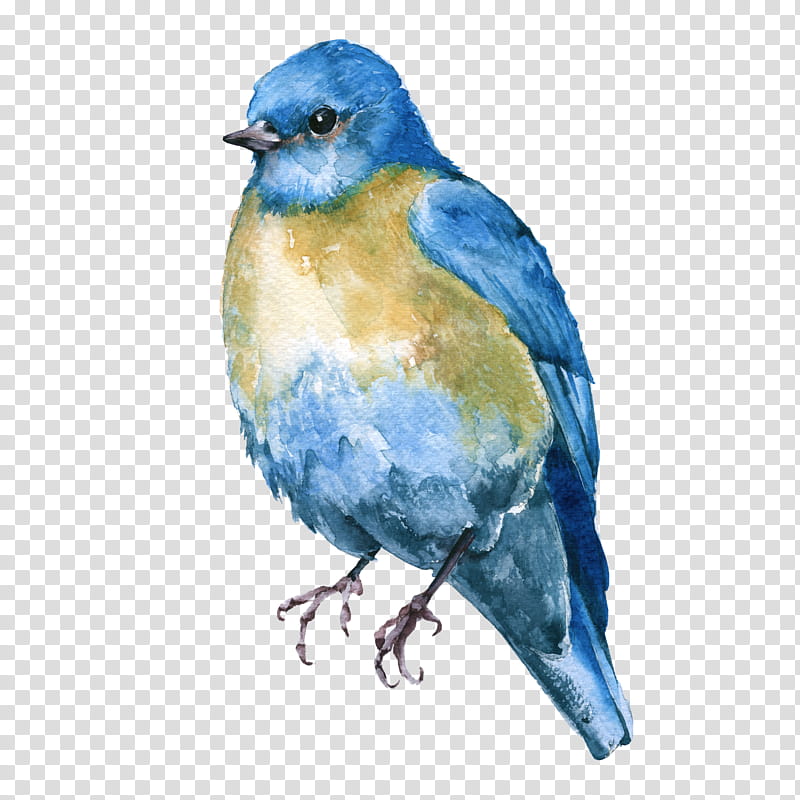 bird bluebird eastern bluebird mountain bluebird beak, Watercolor Paint, Indigo Bunting, Songbird, Lazuli Bunting transparent background PNG clipart