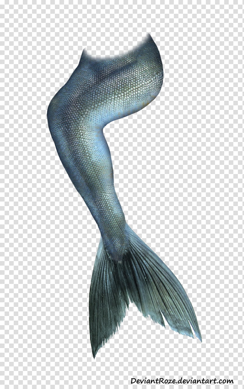Ariel Mermaid Siren Tail, Mermaid transparent background PNG