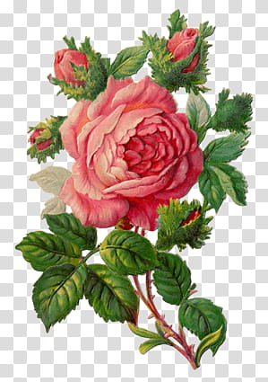 Vintage Flowers, pink flowers illustration transparent background PNG clipart